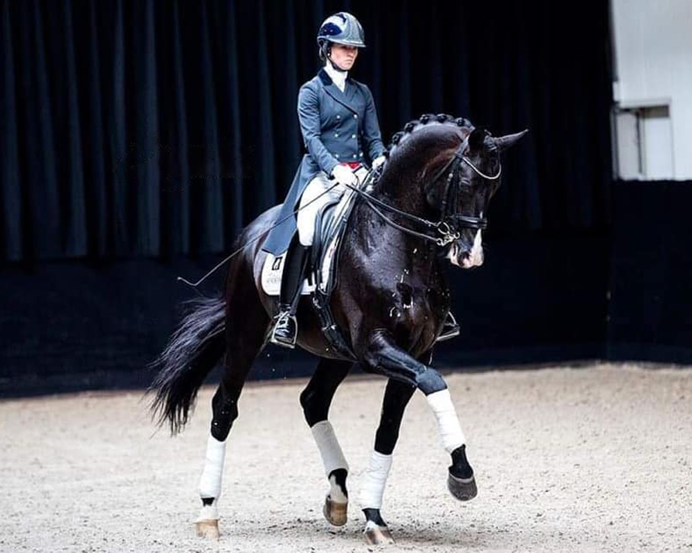 Everdale - Dressage Horses